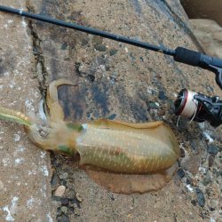 越前エギング、連発なしだがサイズ良し